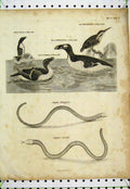 Old Antique Print Bird Snake Scytale Meleagris Razor-Bill King Fisher Auk
