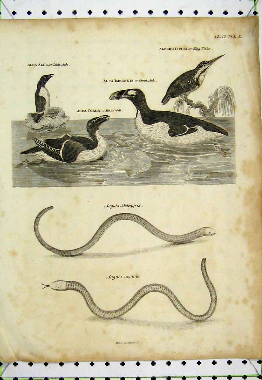 Old Antique Print Bird Snake Scytale Meleagris Razor-Bill King Fisher Auk