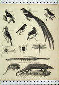 Old Antique Print Scaly Lizard Cardinalis Insects Birds Socia C1811 Nigra 19th