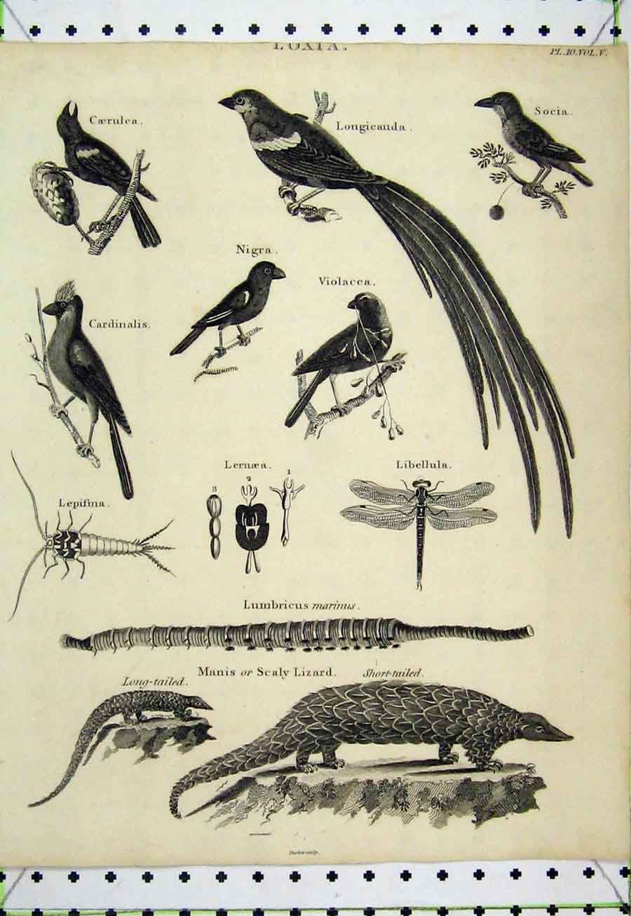 Old Antique Print Scaly Lizard Cardinalis Insects Birds Socia C1811 Nigra 19th