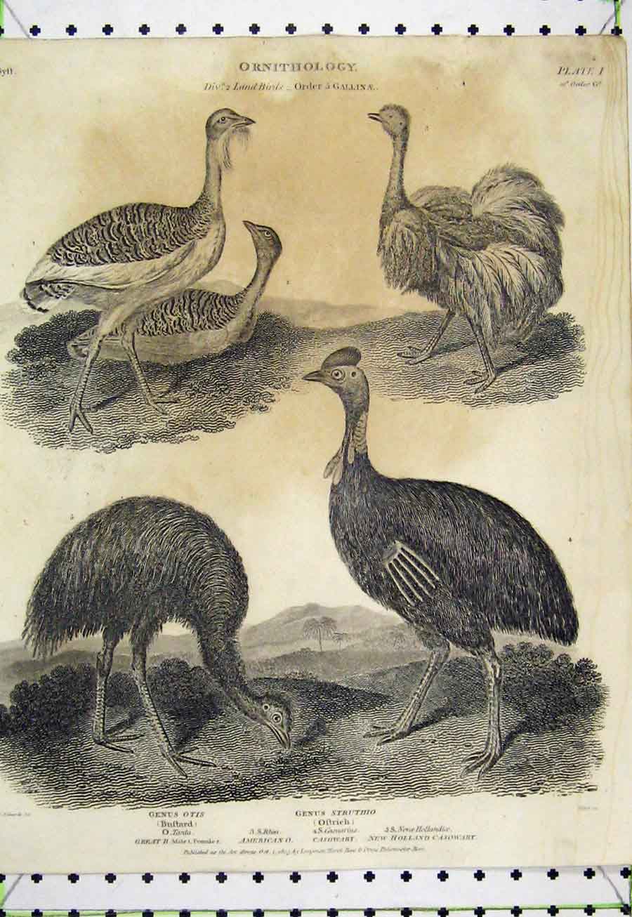 Original Old Antique Print 1805 Ornithology Ostrich Bustard Casowary Land Birds