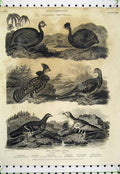 Old Antique Print 1808 Ornithology Malay Cock Dorking Frizzled Land Birds 19th