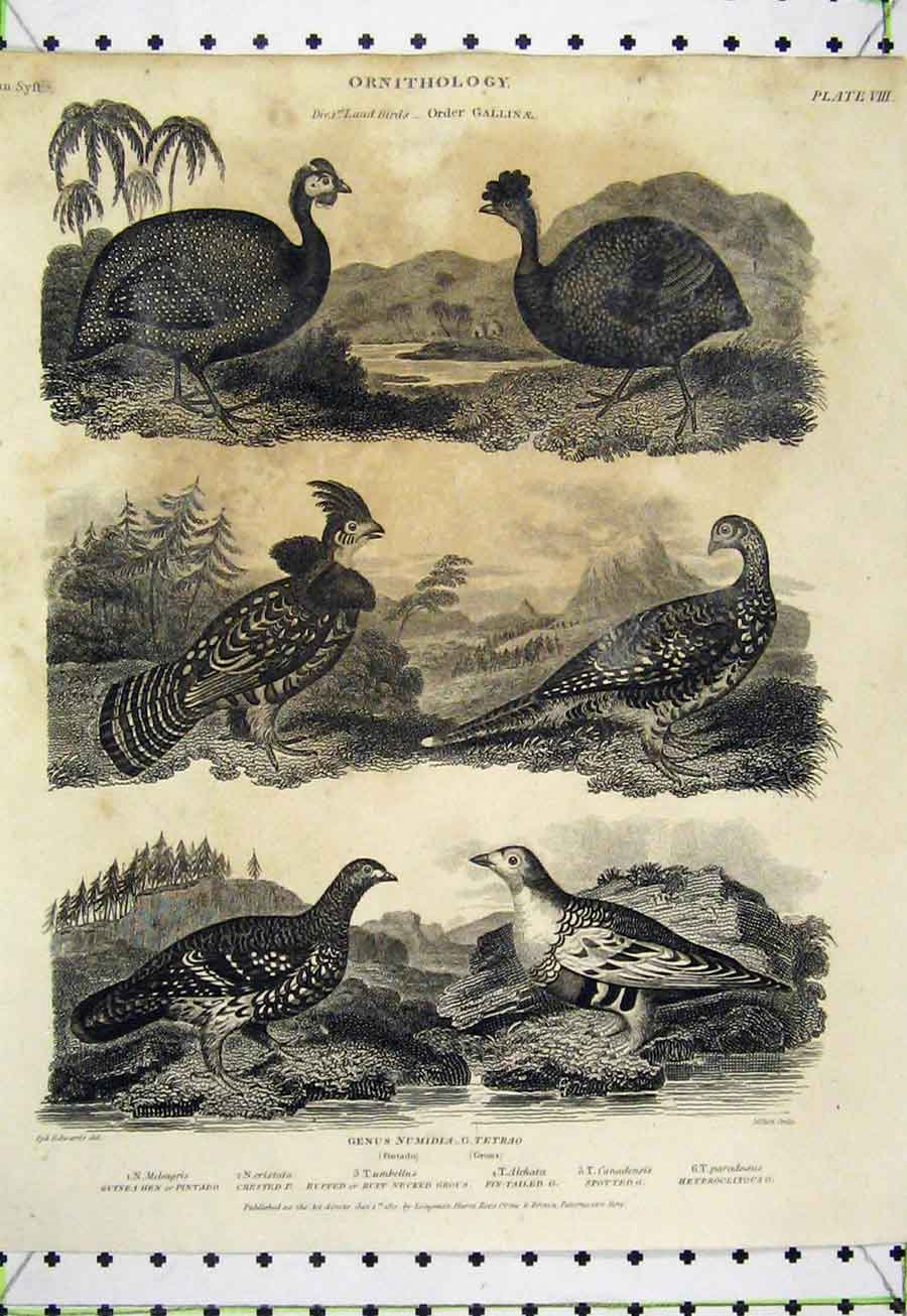 Old Antique Print 1808 Ornithology Malay Cock Dorking Frizzled Land Birds 19th