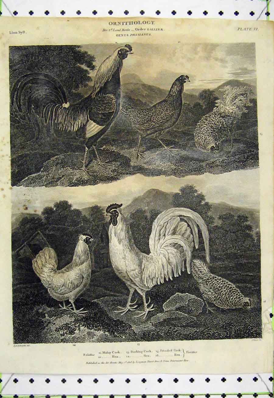 Original Old Antique Print 180 Ornithology Pheasant Common Argus Silver GBird