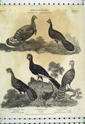 Original Old Antique Print 1805 Ornithology American Turkey Guan Curassow Bird
