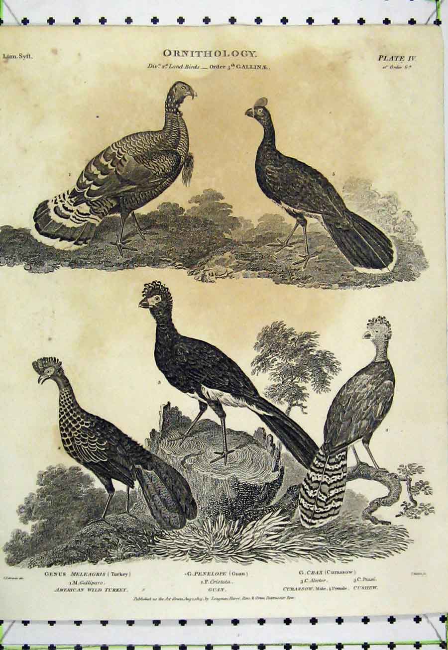 Original Old Antique Print 1805 Ornithology American Turkey Guan Curassow Bird