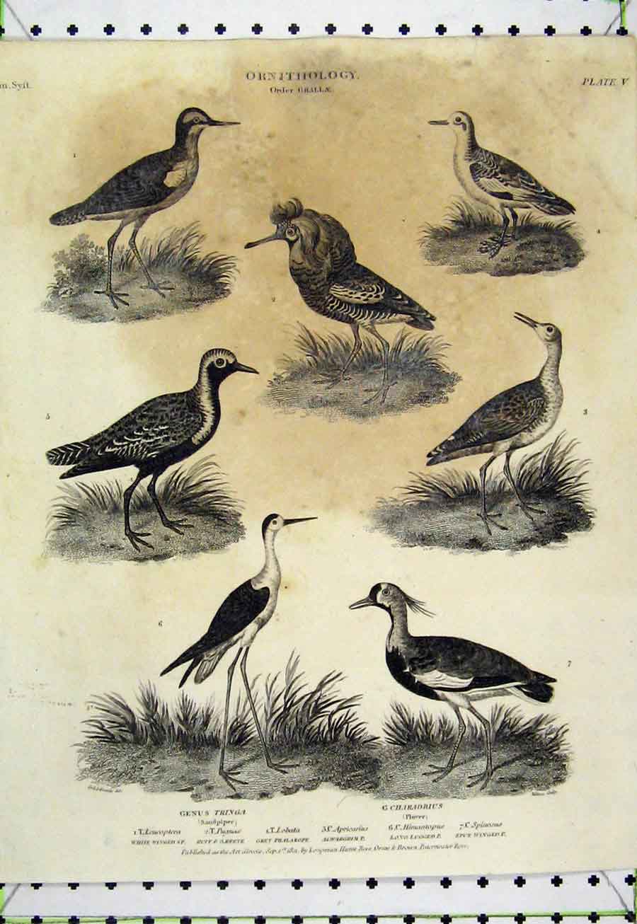 Original Old Antique Print 1811 Ornithology Sandpiper Plover Winged Reeve Birds