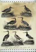 Original Old Antique Print Ornithology 1811 Godwit Shank Snipe Wood-Cock Birds