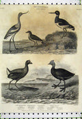 Old Antique Print 1811 Bird Fulica Coot Oyster-Catcher Avocet Ornithology 19th