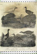 Old Antique Print 1809 Birds Genus Parra Rallus Land Rail Psophia Jacana 19th