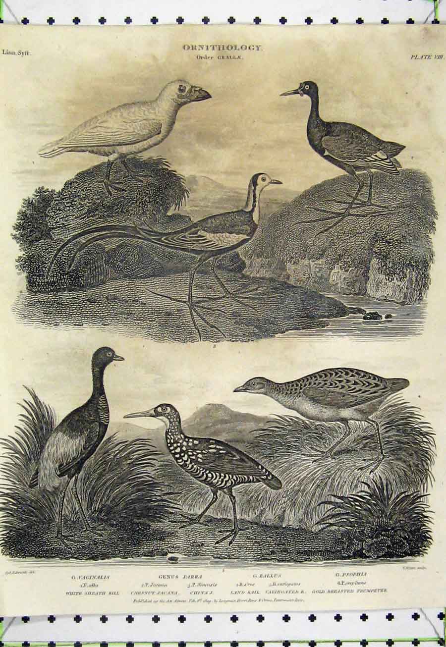 Old Antique Print 1809 Birds Genus Parra Rallus Land Rail Psophia Jacana 19th
