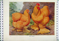 Original Old Antique Print Ludlow C1890 Buff Cochins Natural History Bird 19th