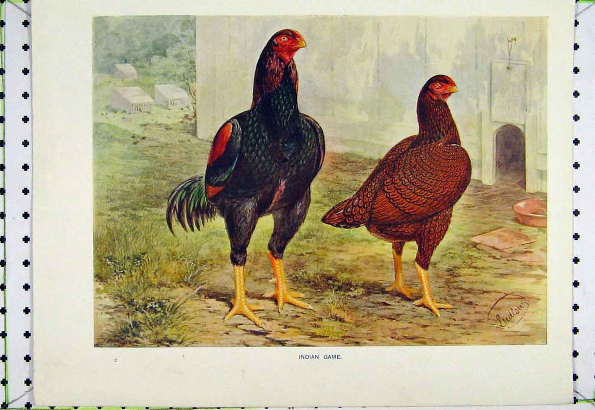 Original Old Antique Print Indian Game Birds Ludlow C1890 Natural History 19th