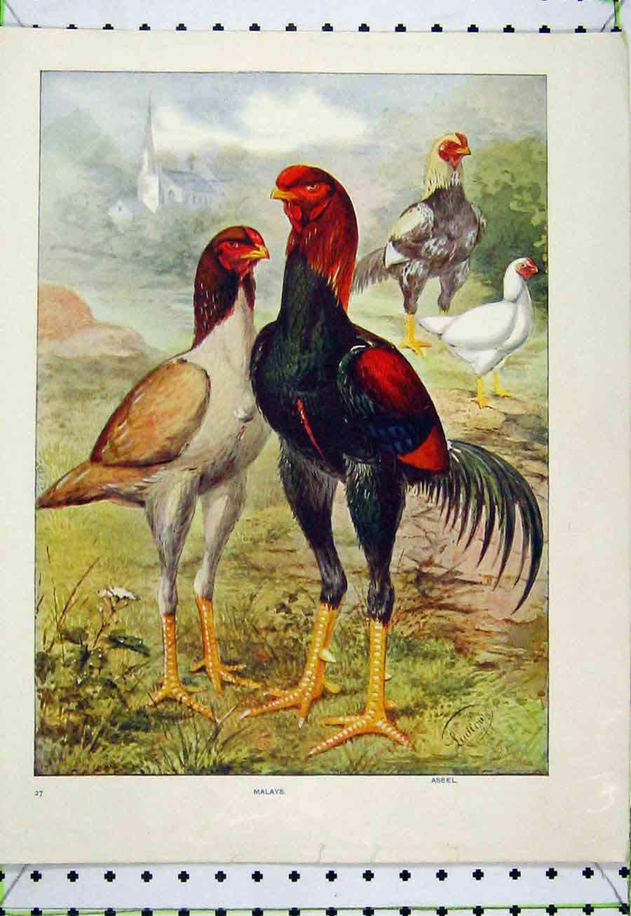 Original Old Antique Print Ludlow C1890 Malays Birds Hens Colour 19th