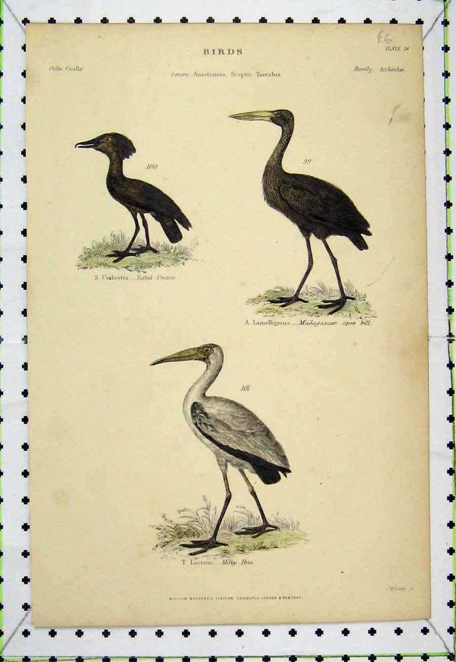 Original Old Antique Print C1860 Birds Open Bill Milky Ibio Tufted Umbre Lowry