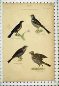 Original Old Antique Print Chaffinch Tanager Ortolan Skylark C1860 Bird Lowry