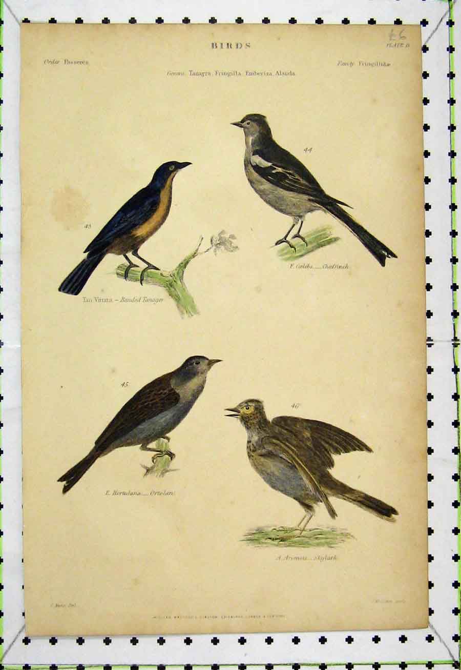 Original Old Antique Print Chaffinch Tanager Ortolan Skylark C1860 Bird Lowry