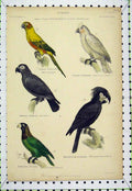 Old Antique Print Birds C1860 Creeper Lyre Nuthatch Hand Coloured Lowry 19th