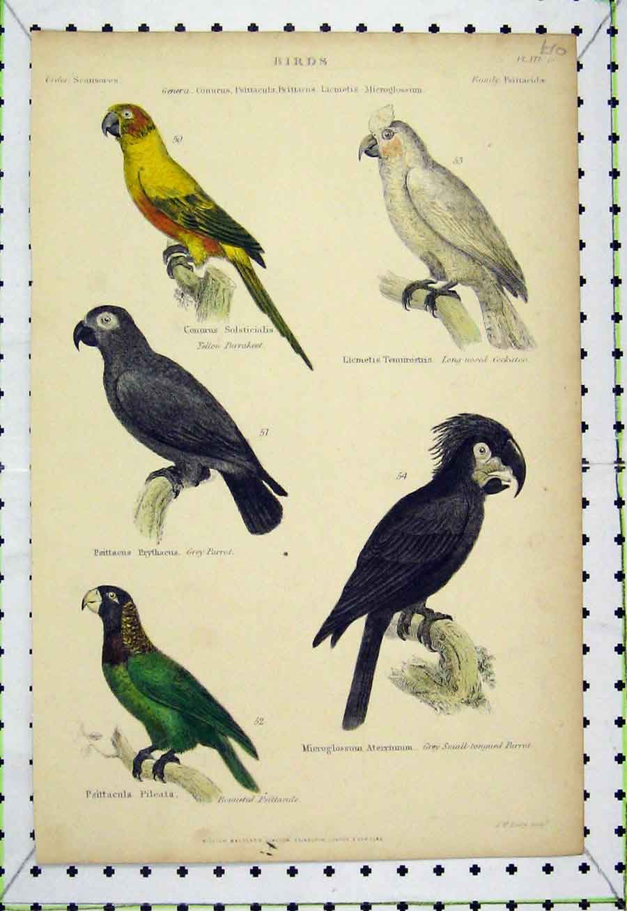 Old Antique Print Birds C1860 Creeper Lyre Nuthatch Hand Coloured Lowry 19th