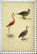 Old Antique Print Birds Pigeon Wild Goose Red Flamingo C1860 Colour Lowry 19th