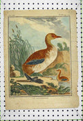 Original Old Antique Print Le Catagneux Bird Hand Coloured C1811 Country 19th