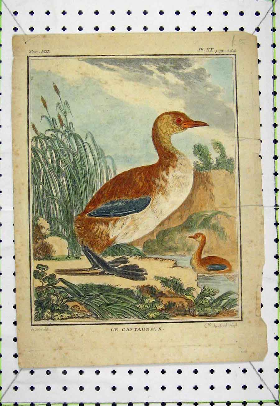 Original Old Antique Print Le Catagneux Bird Hand Coloured C1811 Country 19th