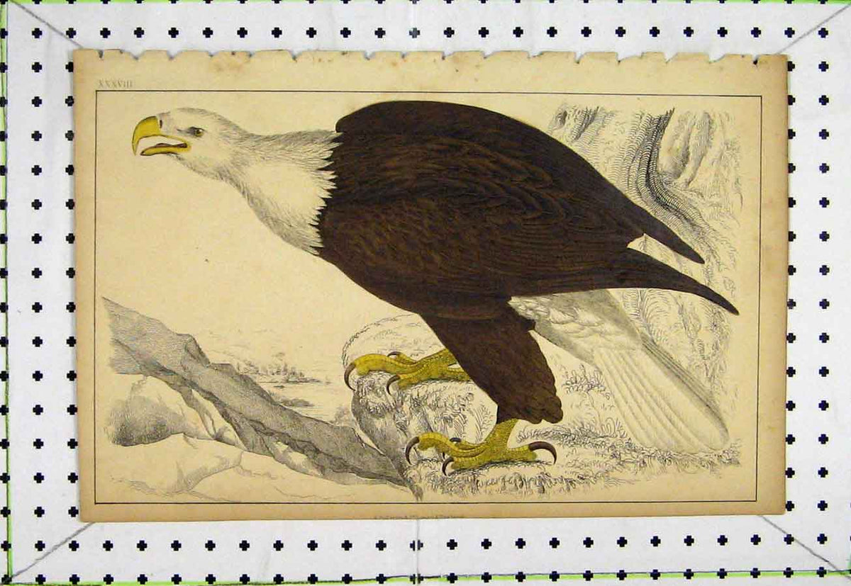 Original Old Antique Print White Headed Eagle C1811 Natural History Bird 19th