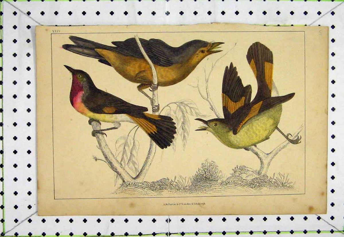 Original Old Antique Print C1811 Natural History Colourful Birds Feathers 19th