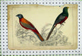 Original Old Antique Print C1811 Natural History Bird Colourful Fullarton 19th
