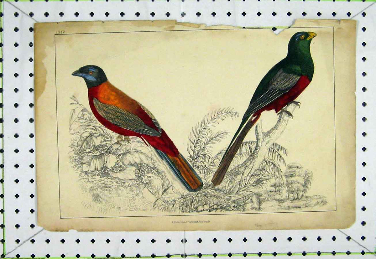 Original Old Antique Print C1811 Natural History Bird Colourful Fullarton 19th