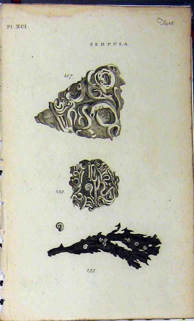 Old Antique Print C1810 Sea Life Serpula Natural History Copper Engraving 19th