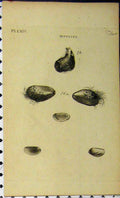 Old Antique Print C1810 Natural History Sea Life Engraving Mytilus Shell 19th
