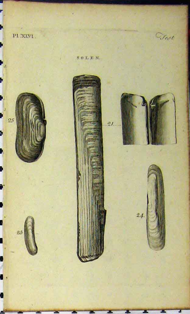 Original Old Antique Print Solen Shell C1810 Sea Life Natural History Engraving