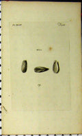 Original Old Antique Print C1810 Natural History Mya Shell Sea Life Engraving