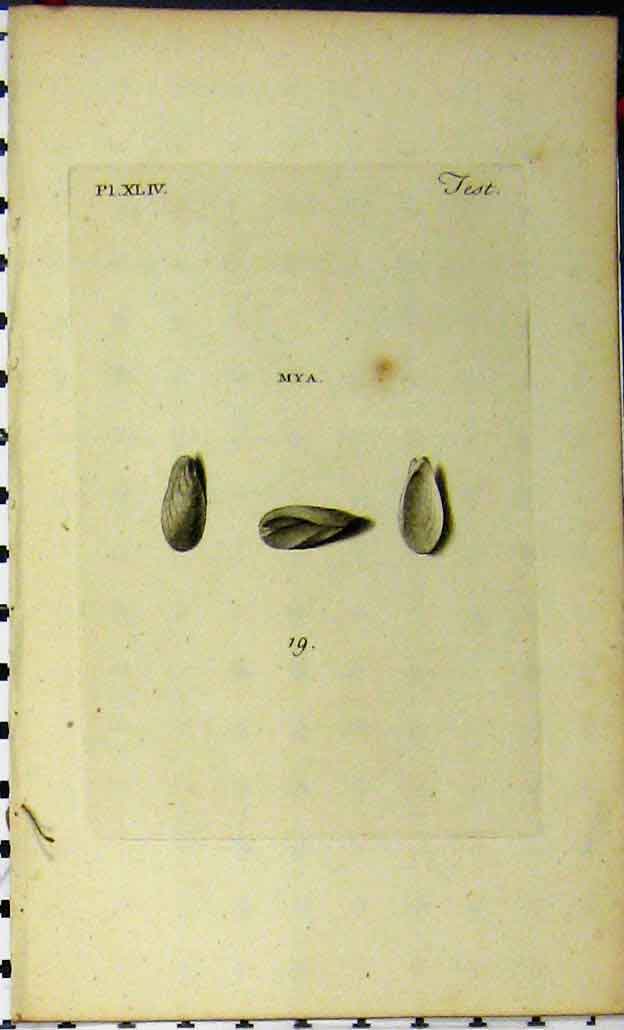 Original Old Antique Print C1810 Natural History Mya Shell Sea Life Engraving