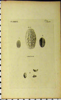 Old Antique Print Chiton C1810 Shell Sea Life Natural History Engraving 19th