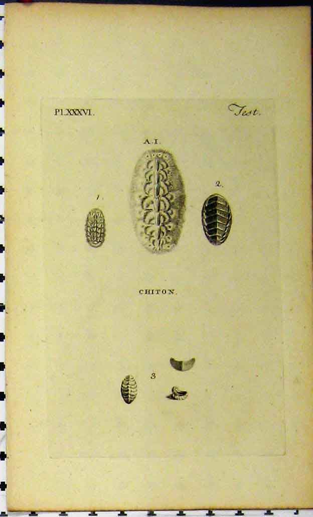 Old Antique Print Chiton C1810 Shell Sea Life Natural History Engraving 19th