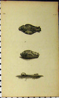 Original Old Antique Print Natural History C1810 Sea Life Crustacean Engraving
