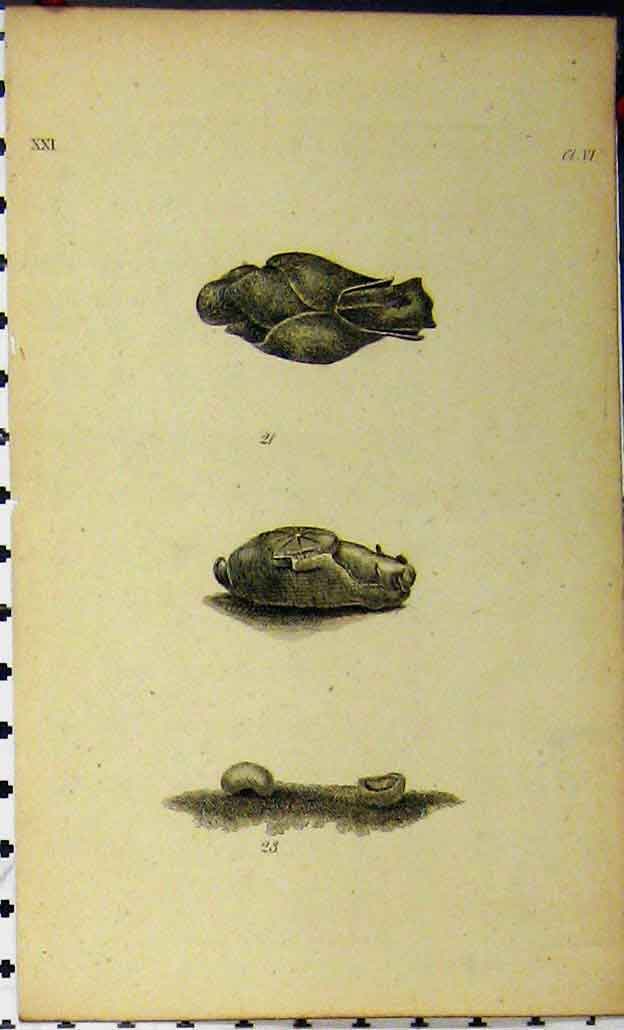 Original Old Antique Print Natural History C1810 Sea Life Crustacean Engraving
