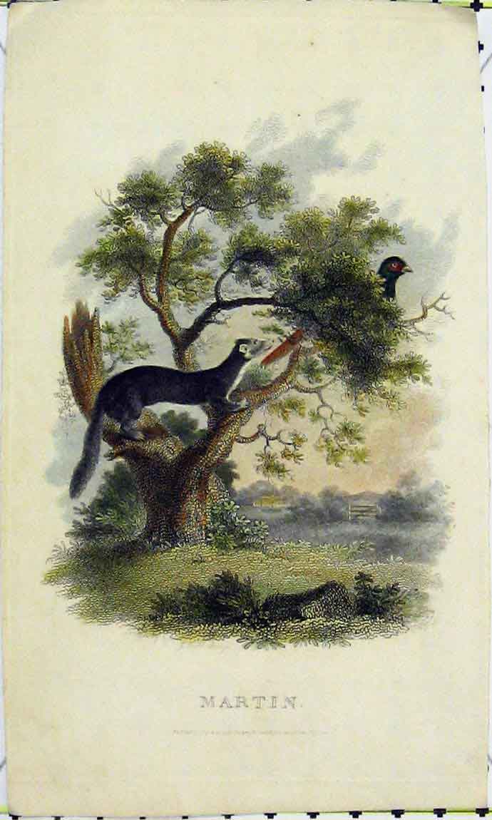 Old Antique Print C1811 Martin Bird Tree Natural History Engraving Colour 19th