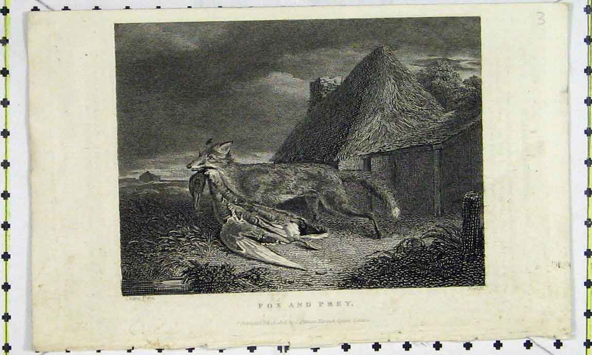 Original Old Antique Print 1823 Natural History Fox Bird Prey Engraving 19th