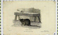 Original Old Antique Print Common Mouse 1808 Natural History Engraving Mamal
