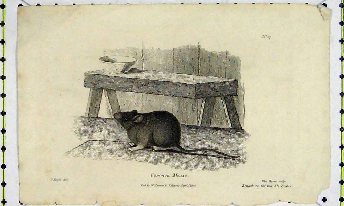 Original Old Antique Print Common Mouse 1808 Natural History Engraving Mamal
