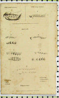 Original Old Antique Print 1827 Teeth Bones Hedghog Mole Shrew Canines Desman