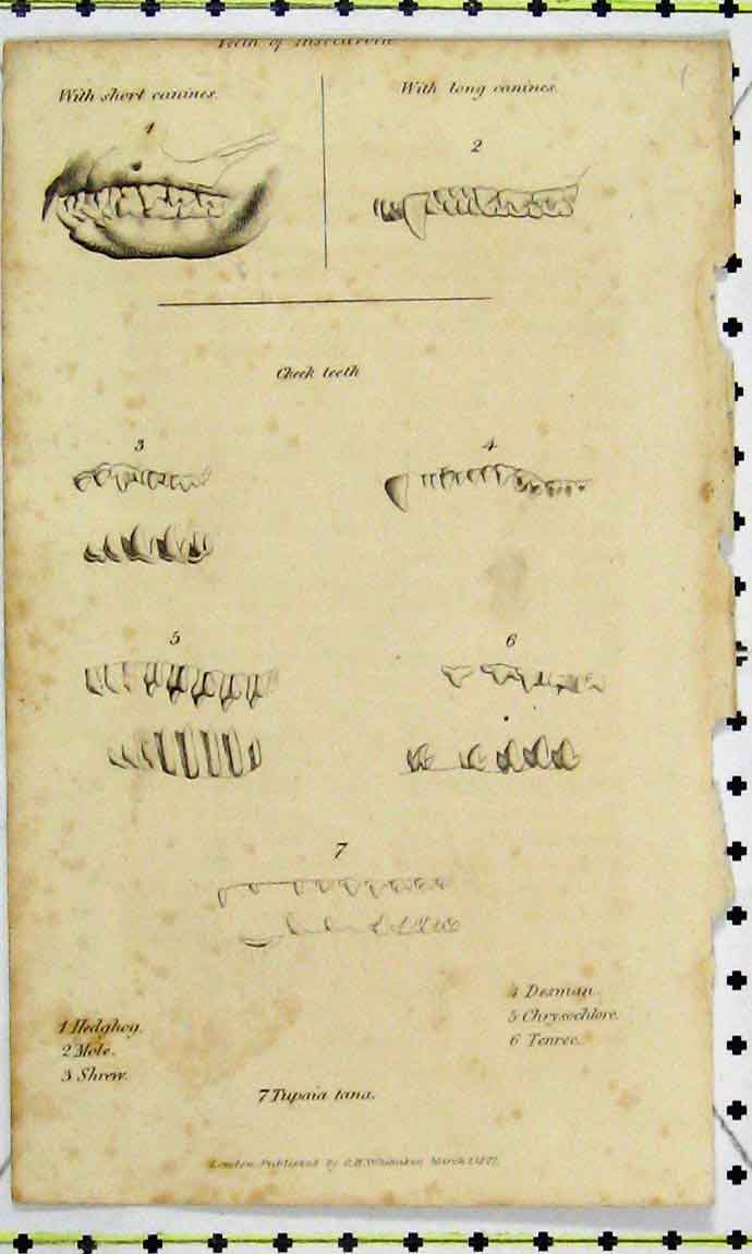 Original Old Antique Print 1827 Teeth Bones Hedghog Mole Shrew Canines Desman