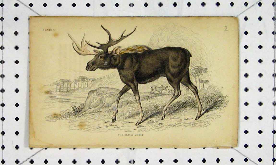 Old Antique Print 1819 Natural History Mastiff Dog Lamb Natural History 19th