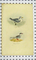 Original Old Antique Print C1811 Natural History Kitty Wake Common Tern Bird