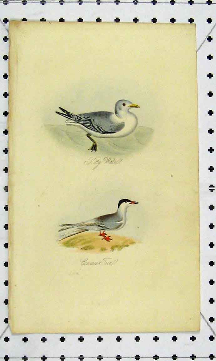 Original Old Antique Print C1811 Natural History Kitty Wake Common Tern Bird