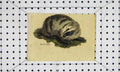 Original Old Antique Print Badger C1811 Natural History Engraving Animals 19th