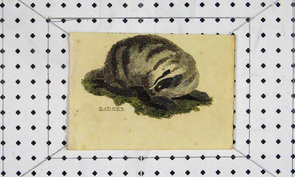 Original Old Antique Print Badger C1811 Natural History Engraving Animals 19th